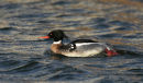 Red Breaster Merganser